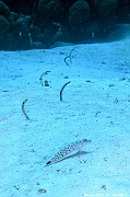 Heteroconger hassi anguille jardini-Parapercis hexophthalma perche de sable Maldives Mahibadoo Rock-17m-20240424-da-DSC_6589_tn
